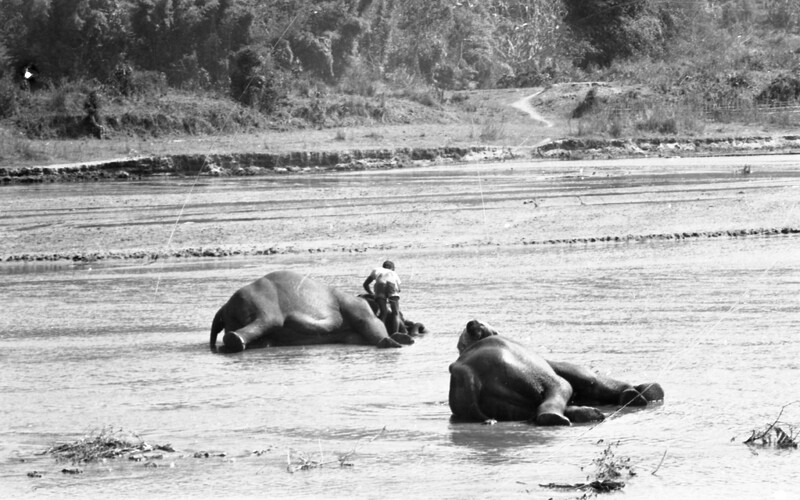 Training of Wild Elephants