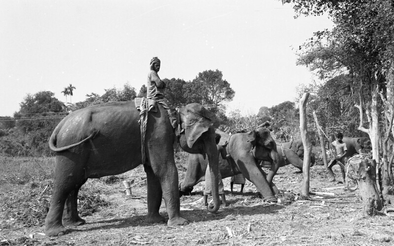 Training of Wild Elephants