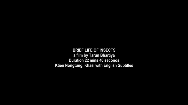 Brief Life Of Insects