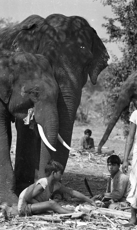Training of Wild Elephants