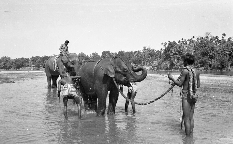 Training of Wild Elephants