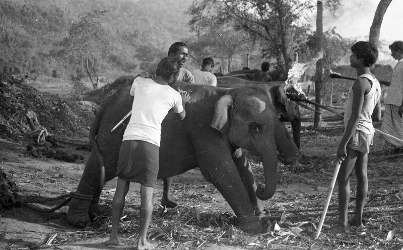 Training of Wild Elephants