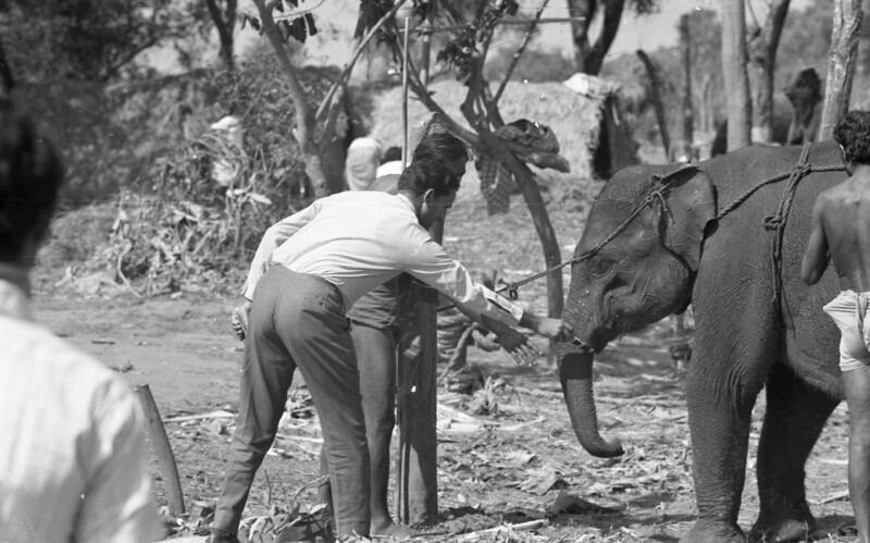 Training of Wild Elephants