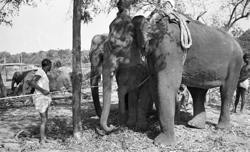 Training of Wild Elephants