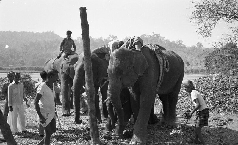 Training of Wild Elephants