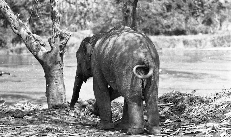 Training of Wild Elephants