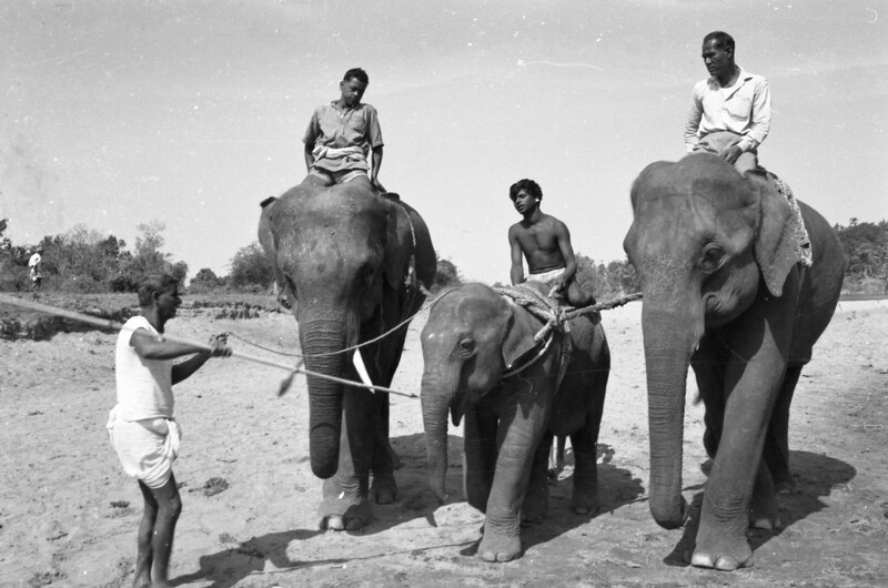 Training of Wild Elephants