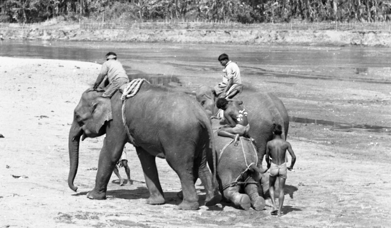 Training of Wild Elephants