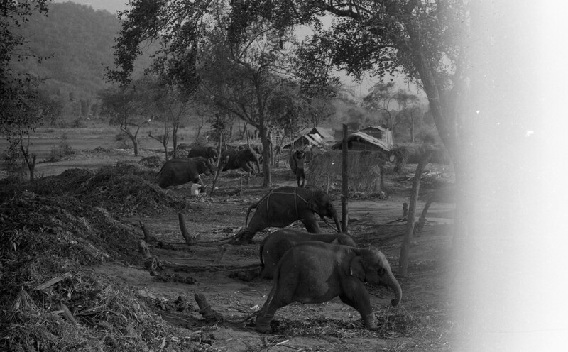 Training of Wild Elephants
