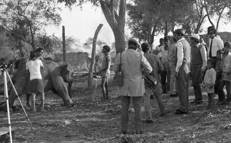 Training of Wild Elephants
