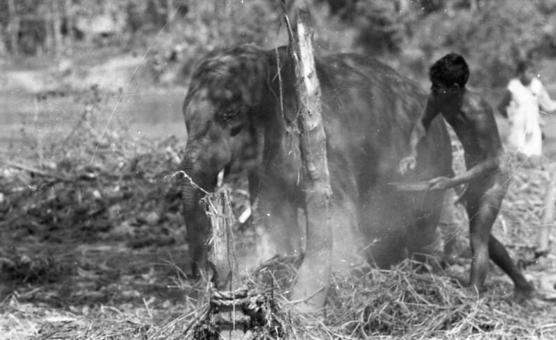 Training of Wild Elephants