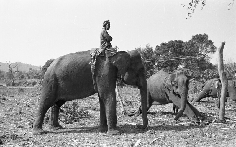 Training of Wild Elephants