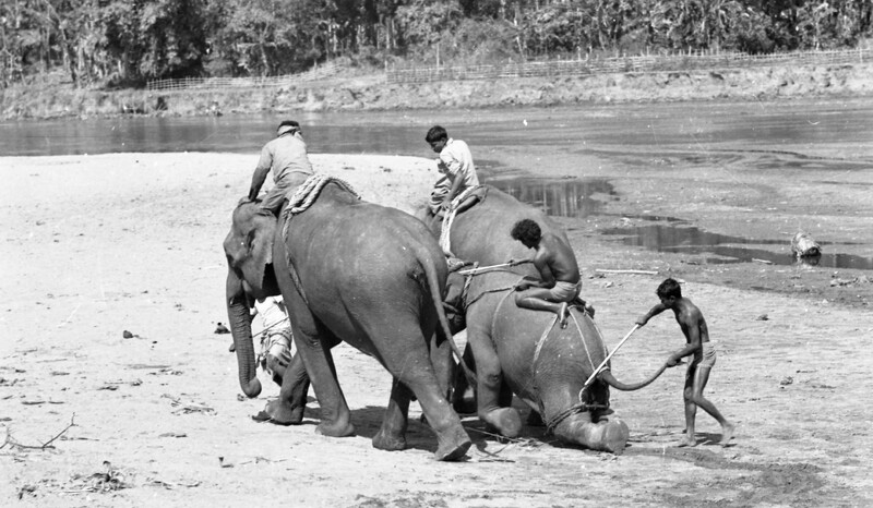 Training of Wild Elephants
