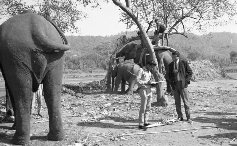 Training of Wild Elephants