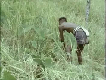 Harvesting rice at Wakching