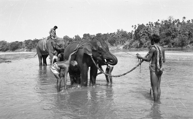 Training of Wild Elephants