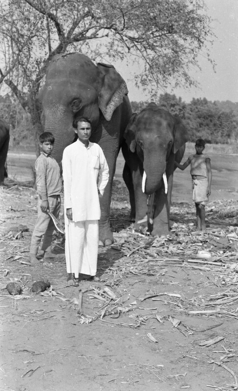 Training of Wild Elephants