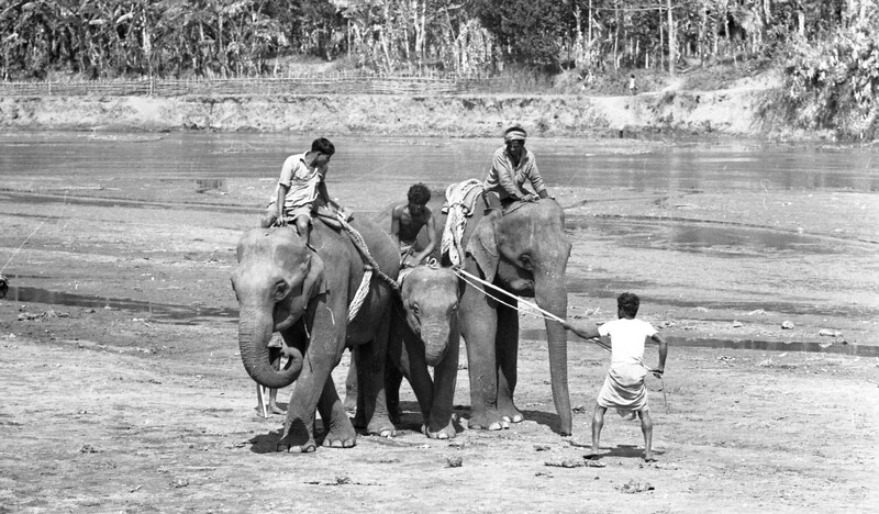 Training of Wild Elephants