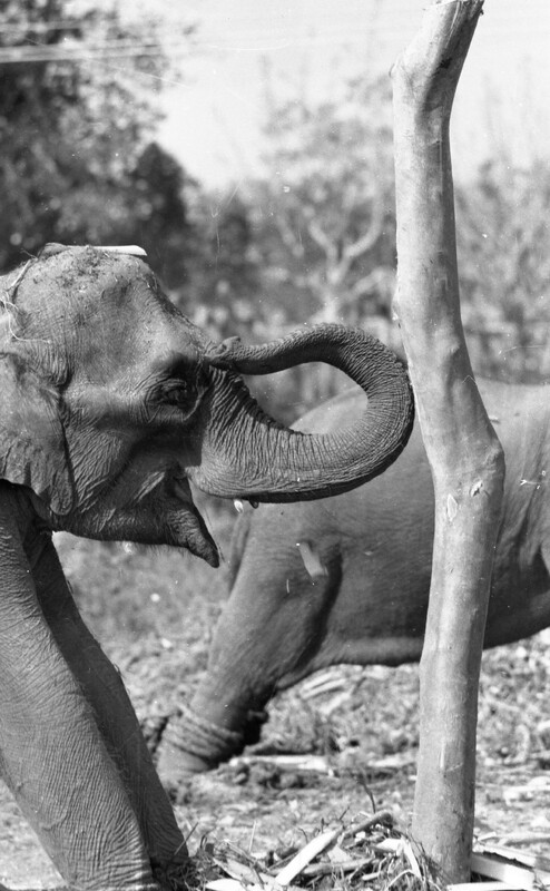 Training of Wild Elephants