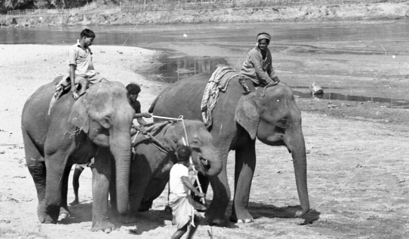 Training of Wild Elephants
