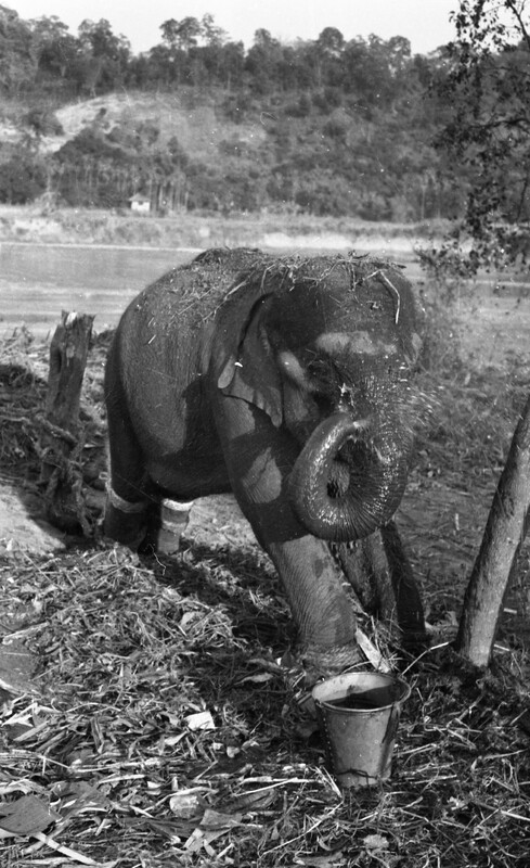 Training of Wild Elephants