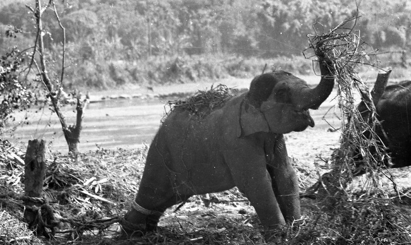 Training of Wild Elephants