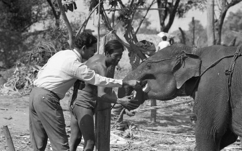 Training of Wild Elephants