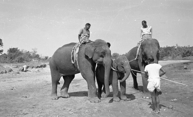 Training of Wild Elephants