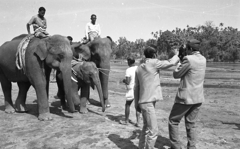 Training of Wild Elephants