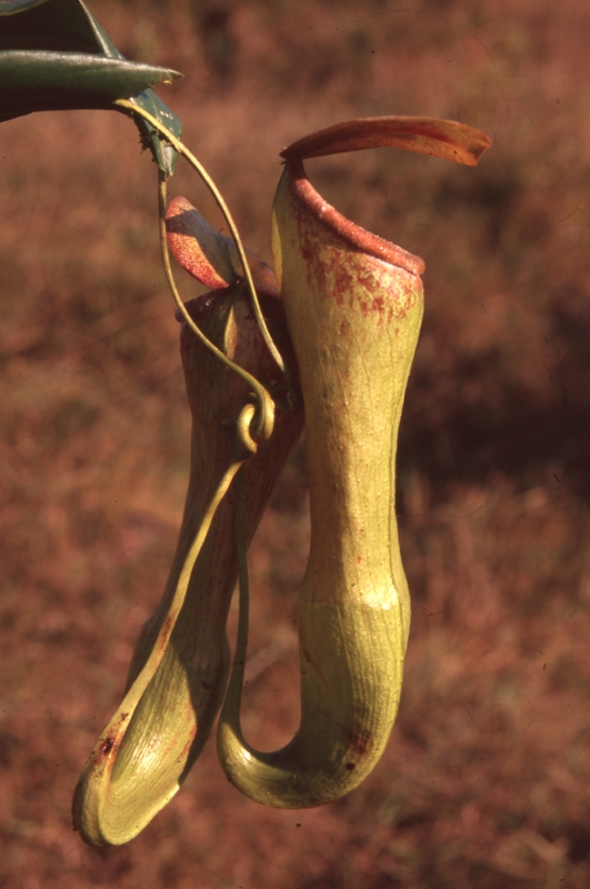 Pitcher plant