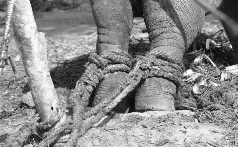 Training of Wild Elephants
