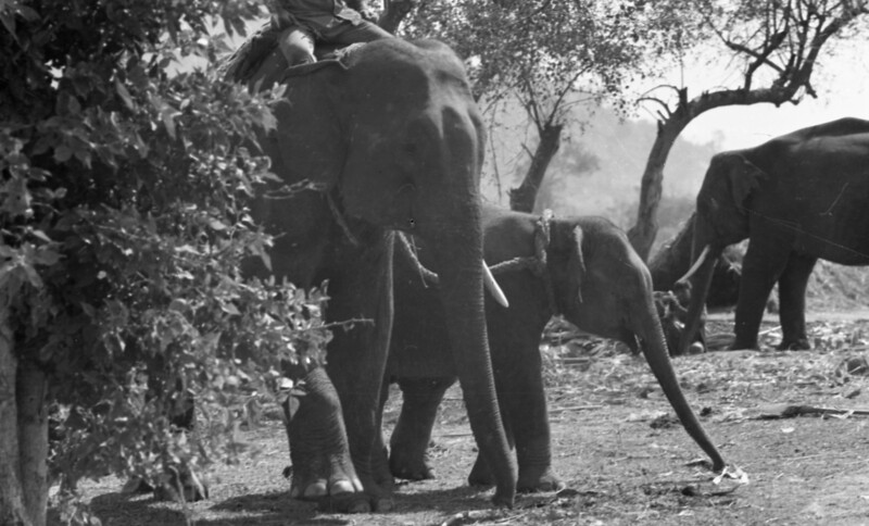 Training of Wild Elephants