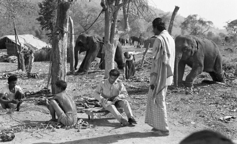 Training of Wild Elephants